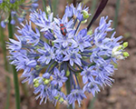 Allium caeruleum