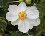 Anemone andreaatkinson