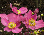Anemone littlebreezekiss
