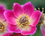 Anemone multifida rubra