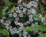 Aster divaricatus