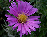 Aster dumosus alphalightpink
