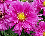 Aster dumosus rubin