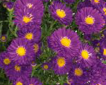 Aster dumosus turmalin