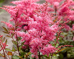 Astilbe freya