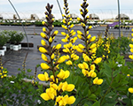 Baptisia decadencelemonmeringue