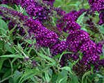 Buddleia magentamunchkin