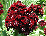 Dianthus barbatus sweetblackcherry