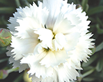 Dianthus arcticstar