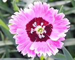 Dianthus dev