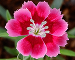 Dianthus wad