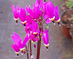 Dodecatheon pulchellum redwing