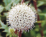 Echinops sphaerocephalus arcticglow