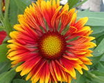 Gaillardia spintopmariachicoppersun