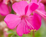 Geranium cantabrigiense intense
