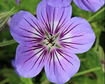 Geranium wallichianum havanablues