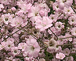 Gypsophila festivalpinklady