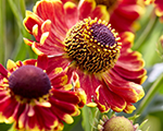 Helenium bandera