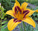 Hemerocallis bonanza