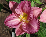 Hemerocallis entrapment