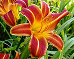 Hemerocallis everydaylilyredribs