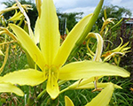 Hemerocallis citrina