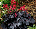 Heuchera blackforestcake