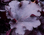 Heuchera blackpearl