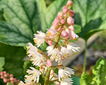 Heucherella whiterevolution