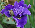 Iris sibirica ruffledvelvet
