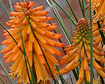 Kniphofia pocoorange