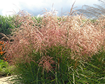Miscanthus sinensis pinkcloud