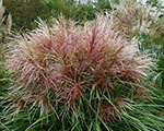 Miscanthus sinensis polonus
