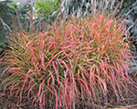 Miscanthus sinensis purpurascens