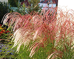 Miscanthus sinensis redcloud