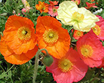 Papaver nudicaule panamamix
