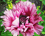 Papaver orientale ruffledpatty