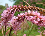 Persicaria amplexicaulis pinkelephant