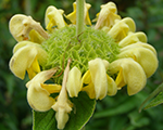 Phlomis russeliana