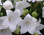 Platycodon grandiflorus albus