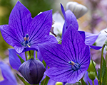 Platycodon grandiflorus mariesii