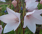 Platycodon grandiflorus shellpink