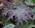 Rheum palmatum tanguticum