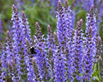 Salvia nemorosa blauhugel