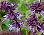 Salvia nemorosa hannaysblue