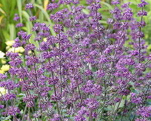 Salvija mieturu 'Hannay's Blue'