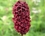 Sanguisorba officinalis