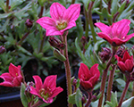 Saxifraga arendsii alpinodeeprose