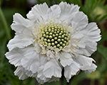 Scabiosa caucasica famawhite