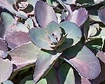 Sedum karfunkelstein